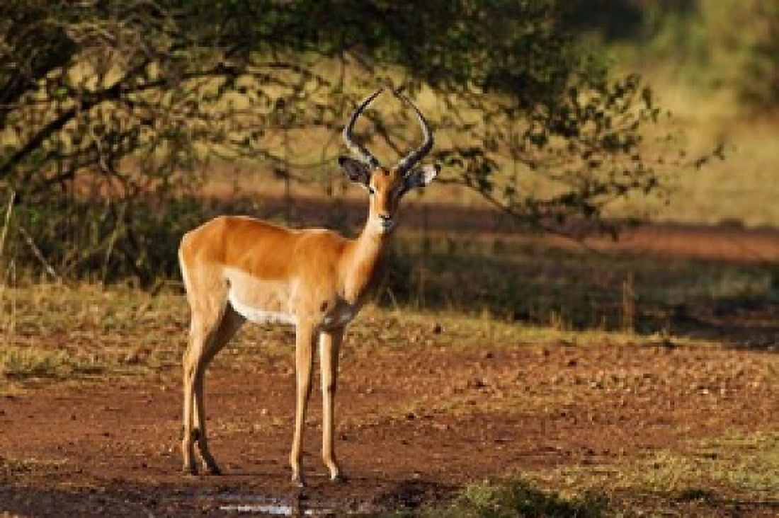 Impala Maasai Mara Wildlife Reserve Kenya Canvas Art - Jagdeep Rajput DanitaDelimont (35 x 24)