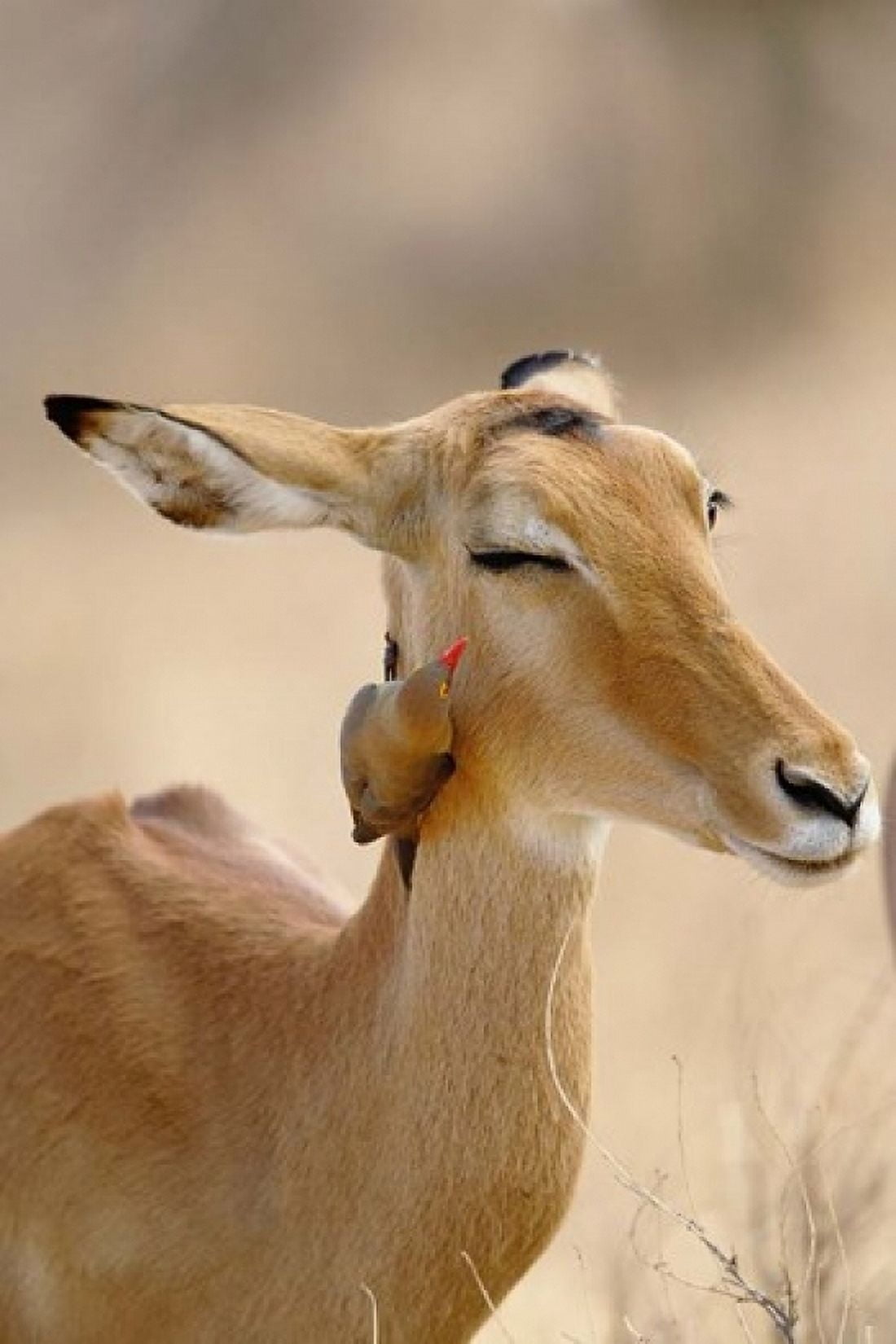Impala Red-billed Oxpecker Samburu Game Reserve Kenya Canvas Art - Adam Jones DanitaDelimont (11 x 17)