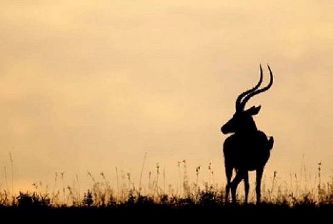 Impala With Oxpecker Bird Nakuru National Park Kenya Canvas Art - Jaynes Gallery DanitaDelimont (35 x 24)