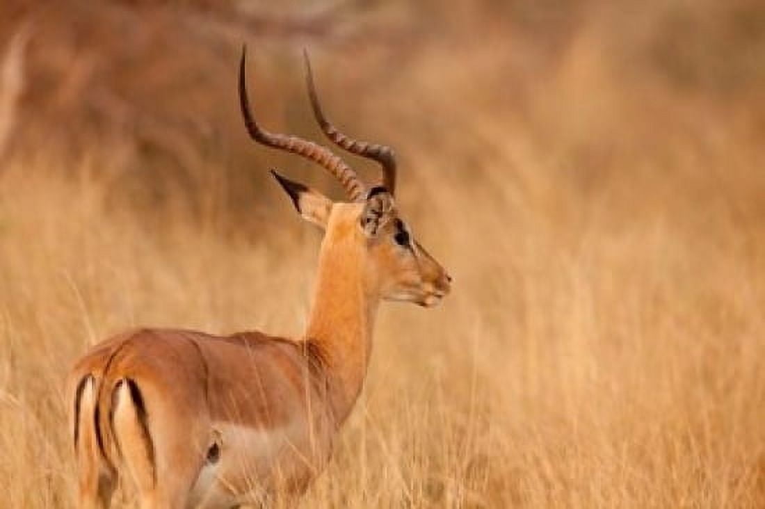 Impala in tall Bushman grass Mahango Game Reserve Namibia Canvas Art - Jaynes Gallery DanitaDelimont (17 x 11)