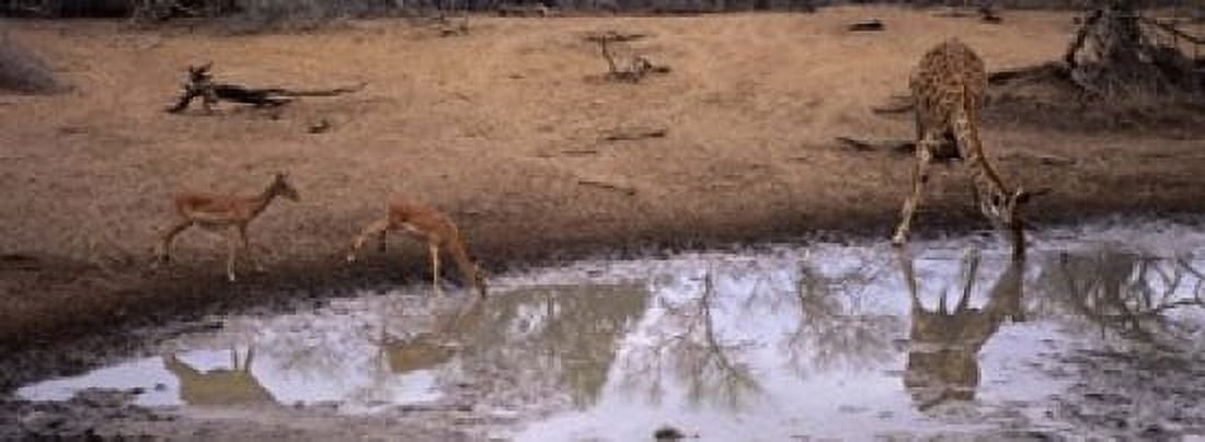 Impalas (Aepyceros Melampus) and a giraffe at a waterhole Mkuze Game Reserve Kwazulu-Natal South Africa Canvas Art - Panoramic Images (18 x 7)