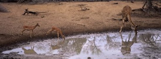 Impalas (Aepyceros Melampus) and a giraffe at a waterhole Mkuze Game Reserve Kwazulu-Natal South Africa Canvas Art - Panoramic Images (36 x 13)