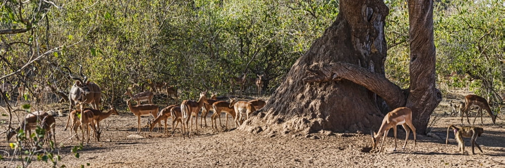 Impalas (Aepyceros melampus) Kudu and Baboons in a forest Mashatu Game Reserve Botswana Canvas Art - Panoramic Images (27 x 9)