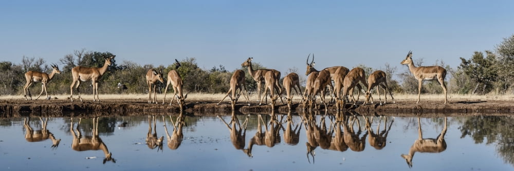 Impalas (Aepyceros melampus) at waterhole Mashatu Game Reserve Botswana Canvas Art - Panoramic Images (27 x 9)