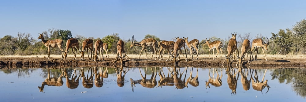 Impalas (Aepyceros melampus) at waterhole Mashatu Game Reserve Botswana Canvas Art - Panoramic Images (36 x 12)
