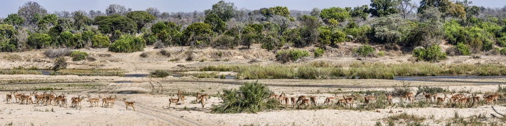 Impalas (Aepyceros melampus) by the river in a forest Mala Mala Game Reserve South Africa Canvas Art - Panoramic Images (36 x 9)