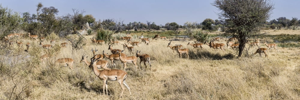 Impalas (Aepyceros melampus) grazing in a field Chitabe Okavango Delta Botswana Canvas Art - Panoramic Images (36 x 12)