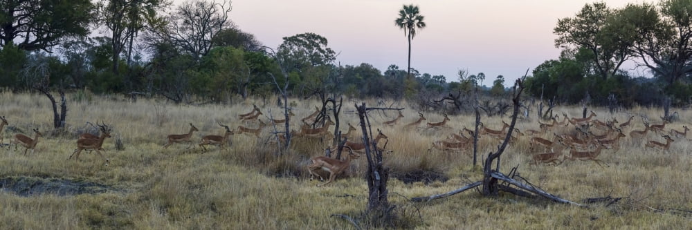 Impalas (Aepyceros melampus) running from leopard at dusk Chitabe Okavango Delta Botswana Canvas Art - Panoramic Images (27 x 9)