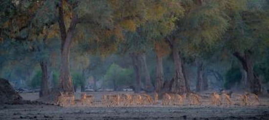 Impalas At Dawn Canvas Art - Giovanni Casini (10 x 20)