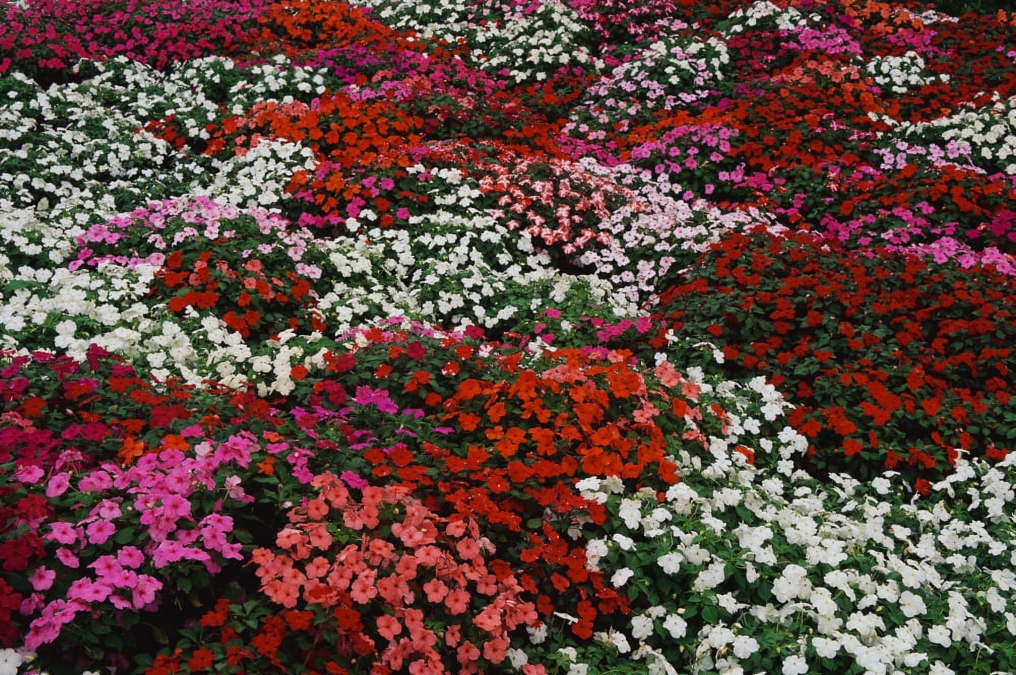 Impatiens Canvas Art - Panoramic Images (36 x 12)