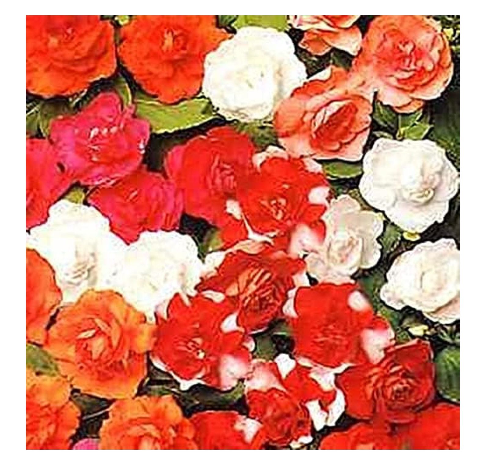 Impatiens Double Carousel Series Mix Annual Seeds
