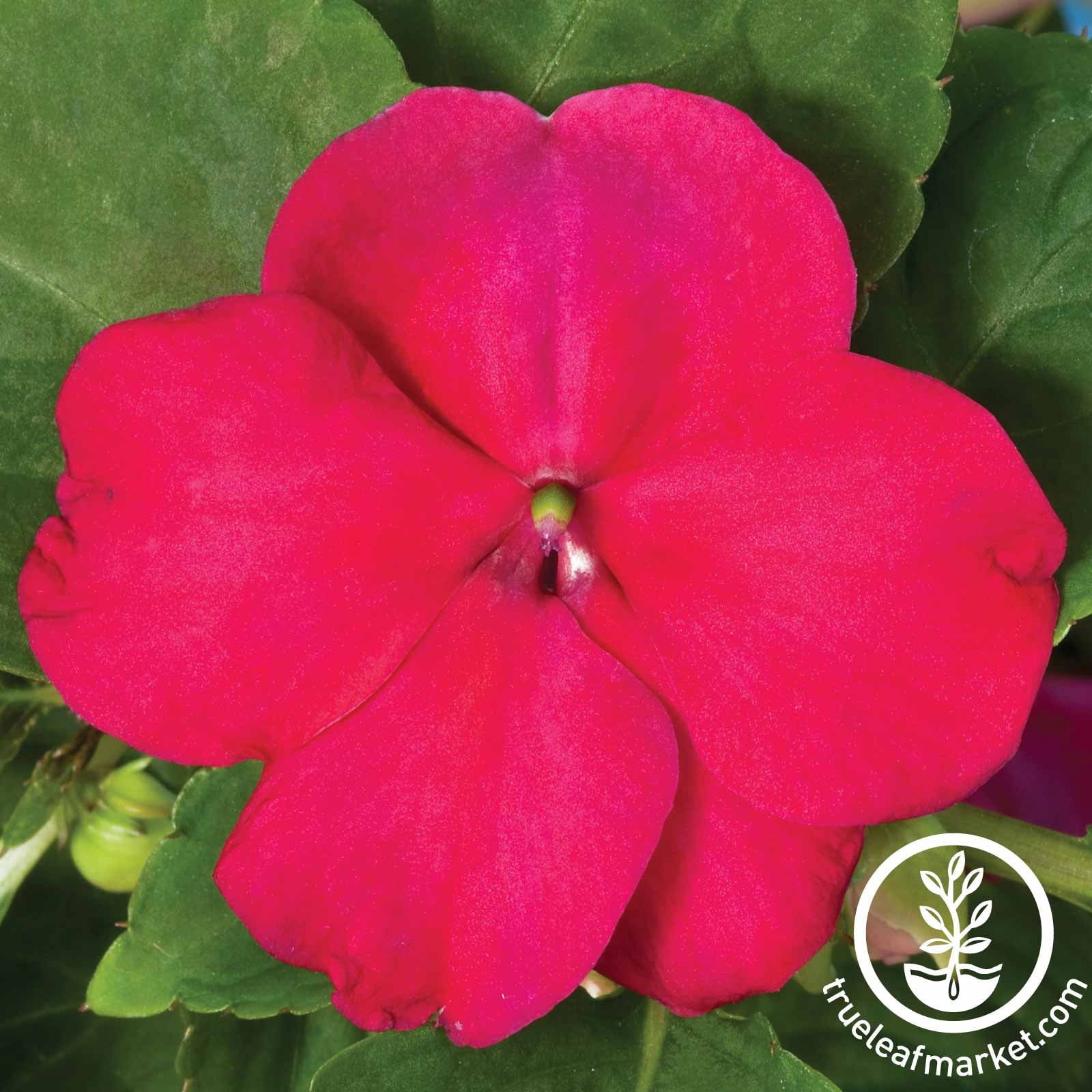 Impatiens Flower Garden Seeds - F1 Accent Series - Burgundy - 500 Seeds - Annual Flower Gardening Seeds