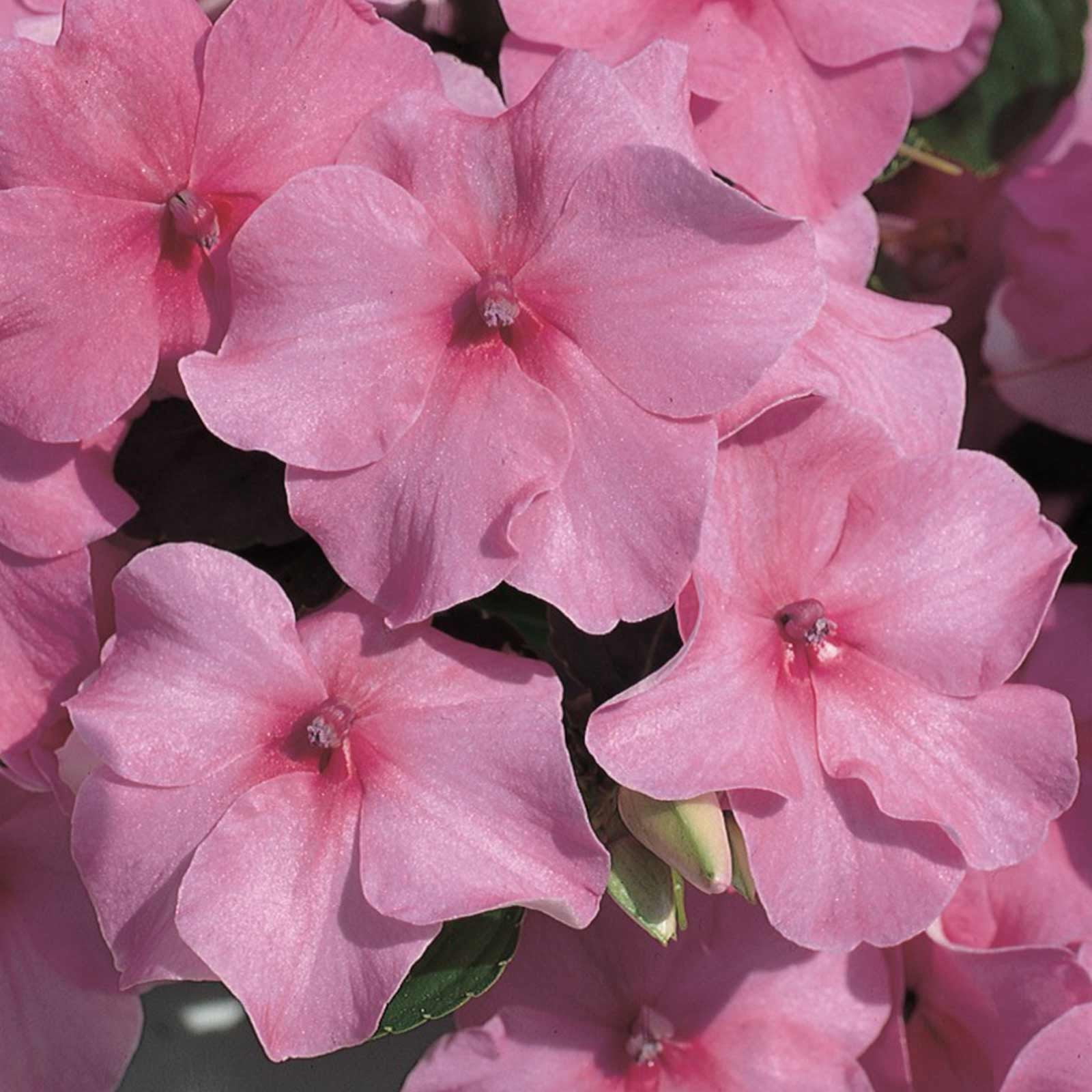 Impatiens Flower Garden Seeds - F1 Accent Series - Deep Pink - 500 Seeds - Annual Flower Gardening Seeds