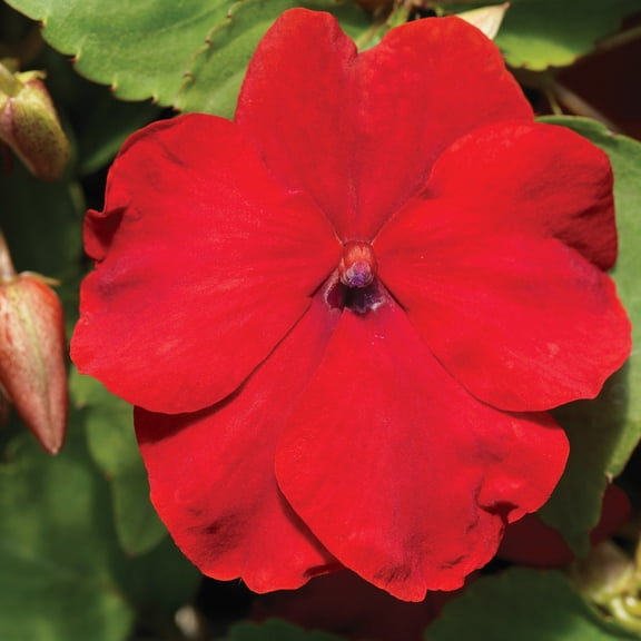 Impatiens Flower Garden Seeds - F1 Accent Series - Red - 500 Seeds - Annual Flower Gardening Seeds