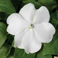 thumbnail image 1 of Impatiens Flower Garden Seeds - F1 Accent Series - Burgundy - 500 Seeds - Annual Flower Gardening Seed, 1 of 7