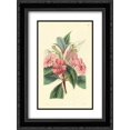 thumbnail image 1 of Impatiens Platypetala 2x Matted 18x24 Black Ornate Framed Art Print by PI Collection, 1 of 2