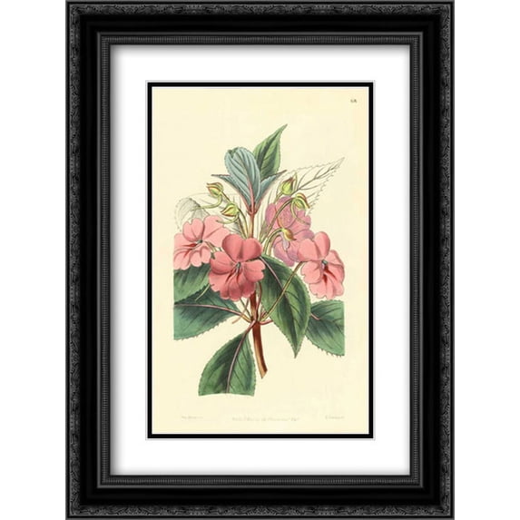 Impatiens Platypetala 2x Matted 18x24 Black Ornate Framed Art Print by PI Collection