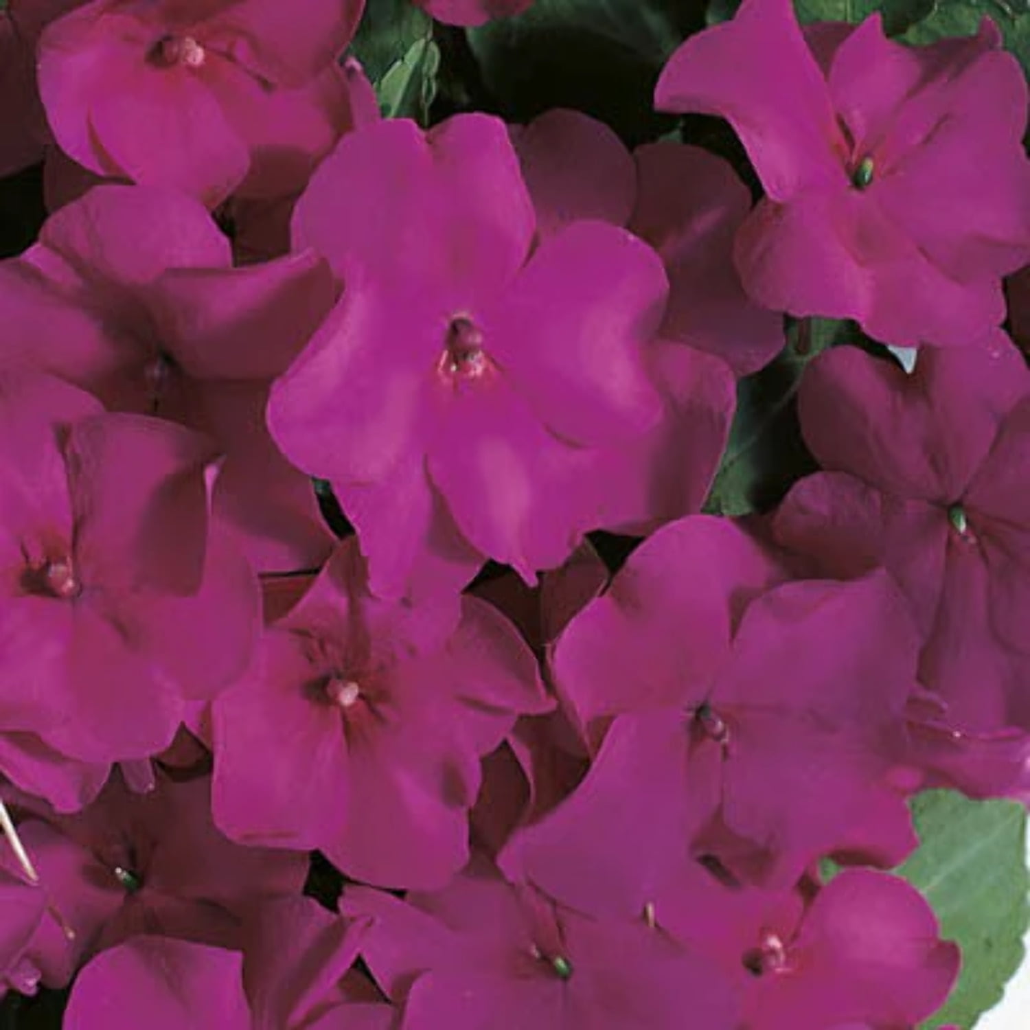 Impatiens Seeds Accent Premium Violet F1 Variety Seeds NonGMO 50