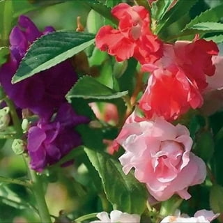 Walmart hotsell impatiens flats