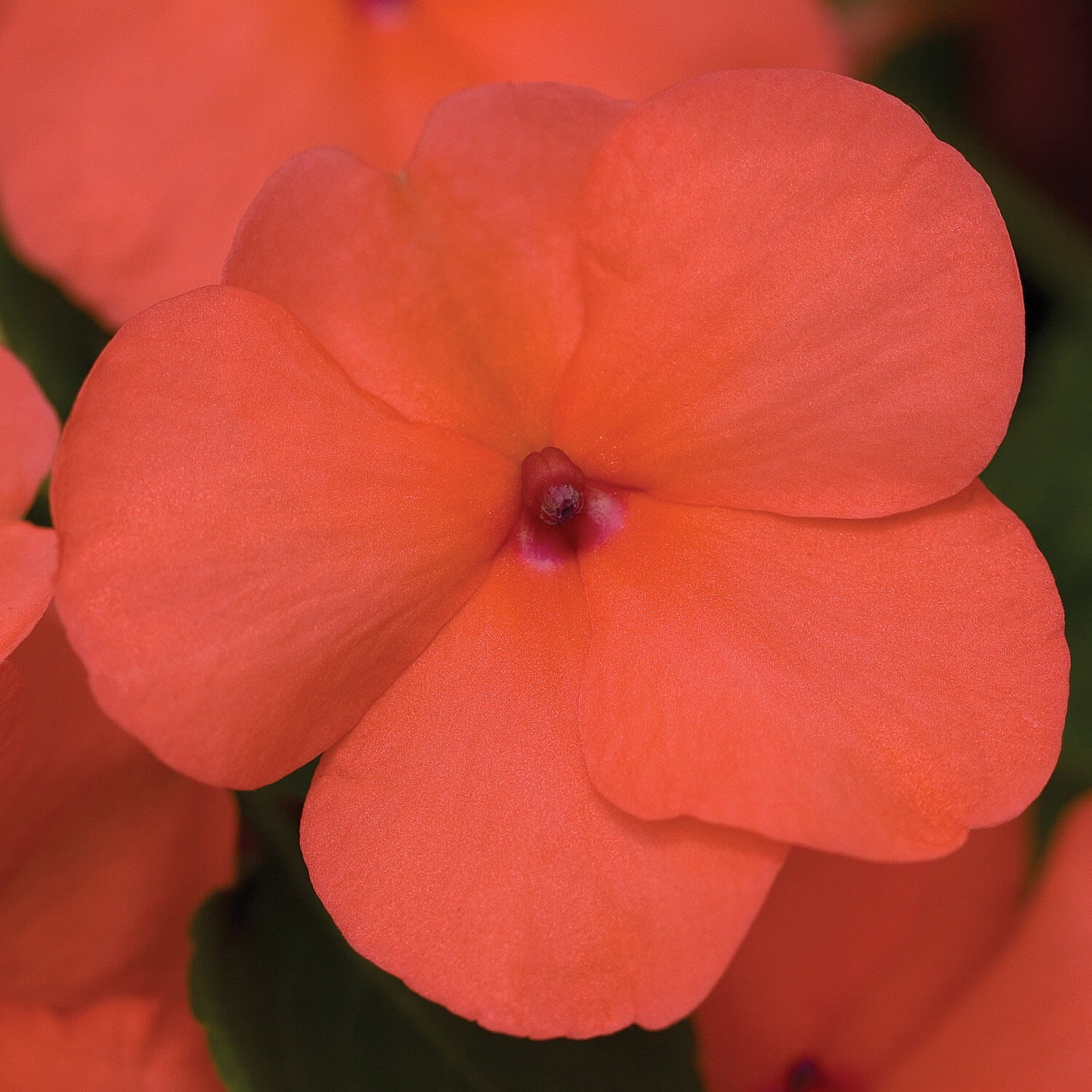 Impatiens Walleriani Xtreme Salmon 8 10 Inch Plants 150 Seeds