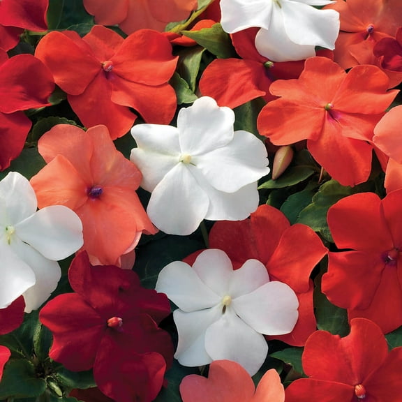 Impatiens Walleriani Xtreme Shady Garden Flower Hot Mix - 150 Seeds