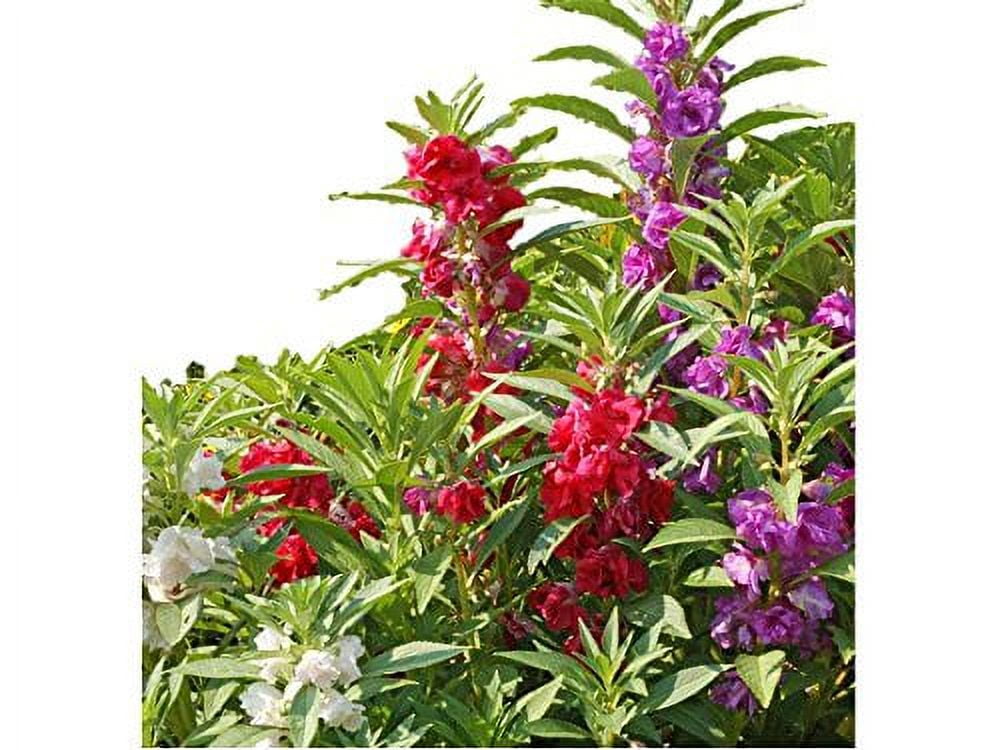 Impatiens ina 700 , 1/4 Oz B202