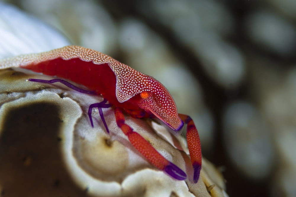 Imperator Commensal Shrimp on Eyed Sea Cucumber Canvas Art - Todd WinnerStocktrek Images (35 x 23)