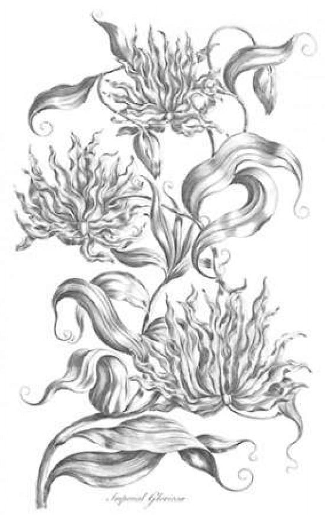 Imperial Gloriosa Canvas Art - John Hill (12 x 18)