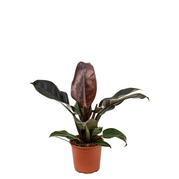 Imperial Red Philodendron - From Our Collector's Series - 6" Pot