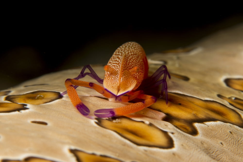 Imperial shrimp on beige spotted sea cucumber Canvas Art - Mathieu MeurStocktrek Images (34 x 23)