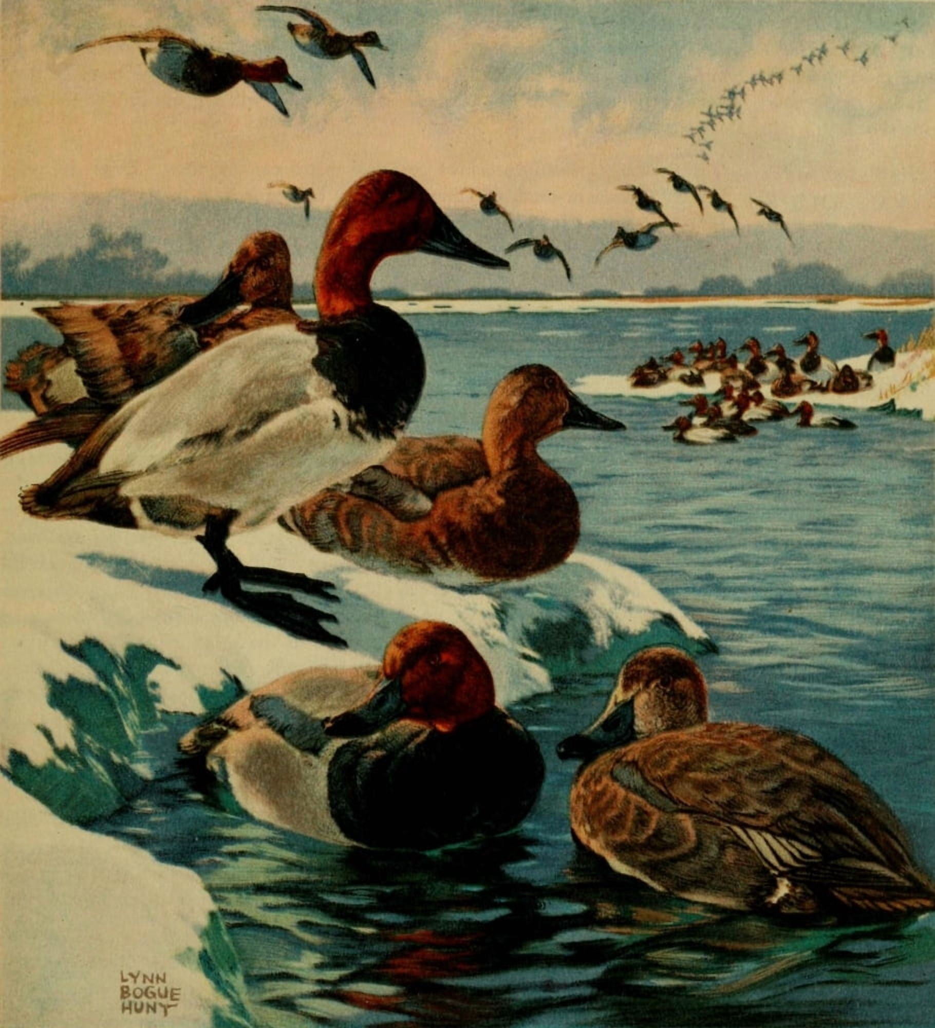 Important American Game-birds 1917 Canvasback Redhead Canvas Art - L Bogue Hunt (24 x 36)