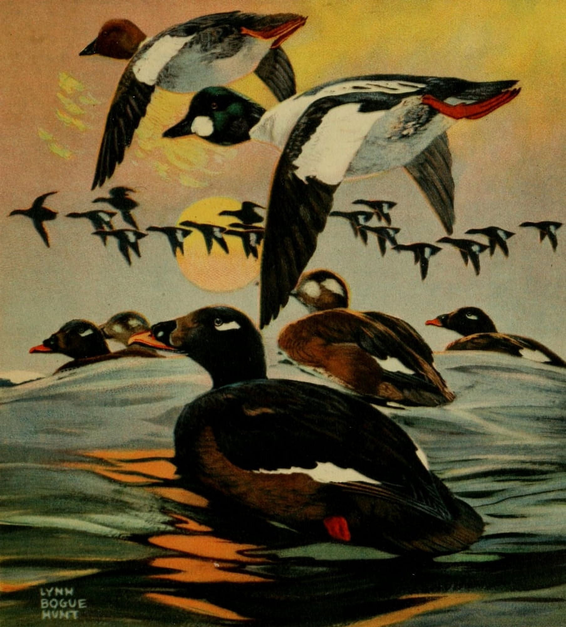 Important American Game-birds 1917 Golden-eye & Scoter Canvas Art - L Bogue Hunt (24 x 36)