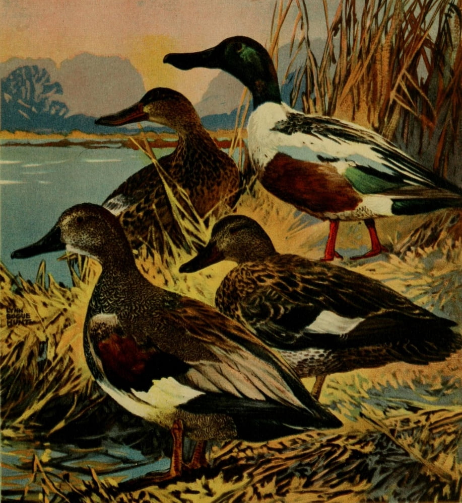 Important American Game-birds 1917 Gray & Shoveller Canvas Art - L Bogue Hunt (18 x 24)