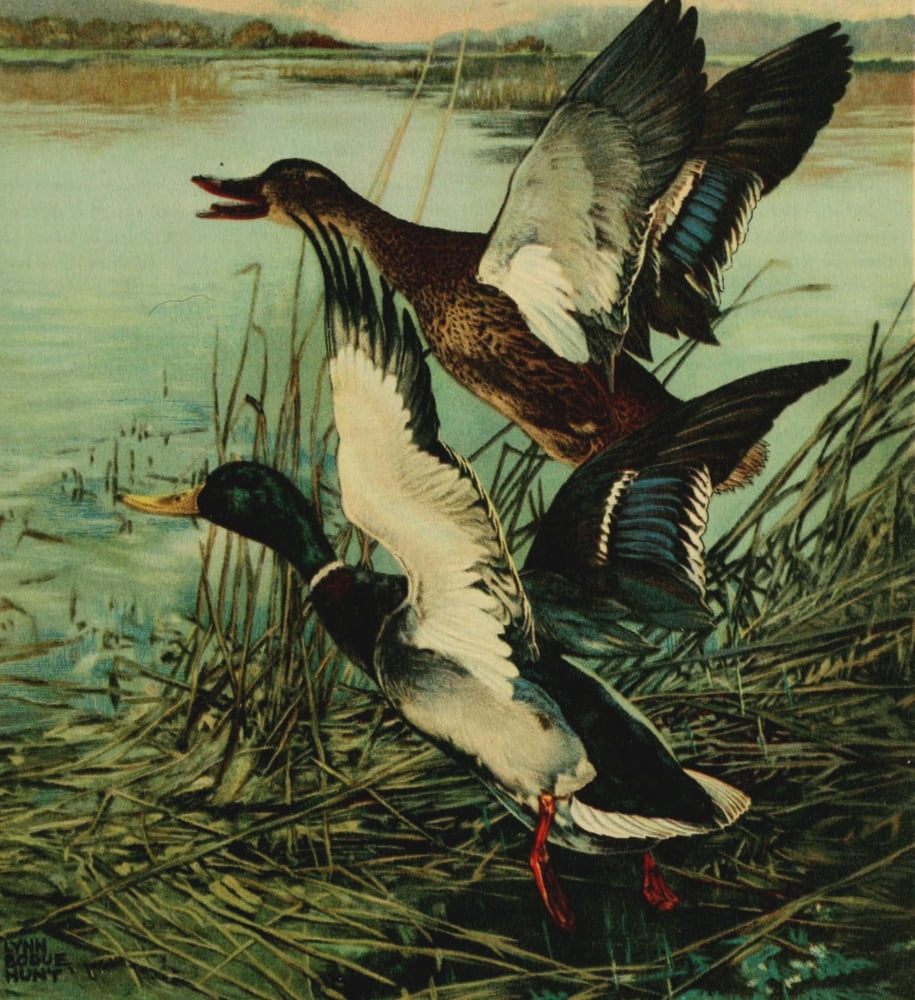 Important American Game-birds 1917 Mallard Canvas Art - L Bogue Hunt (24 x 36)