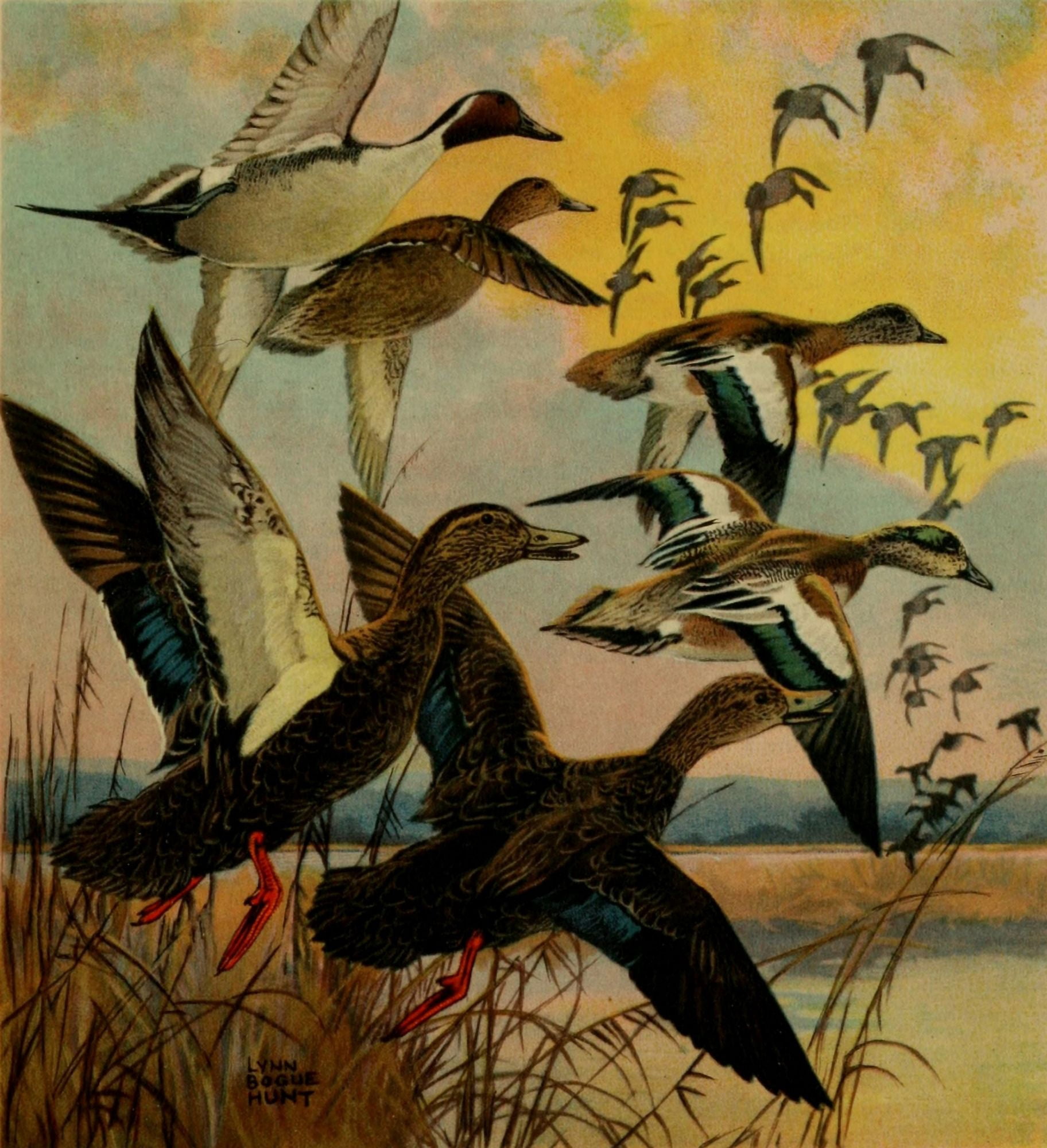 Important American Game-birds 1917 Pintail et al Canvas Art - L Bogue Hunt (18 x 24)