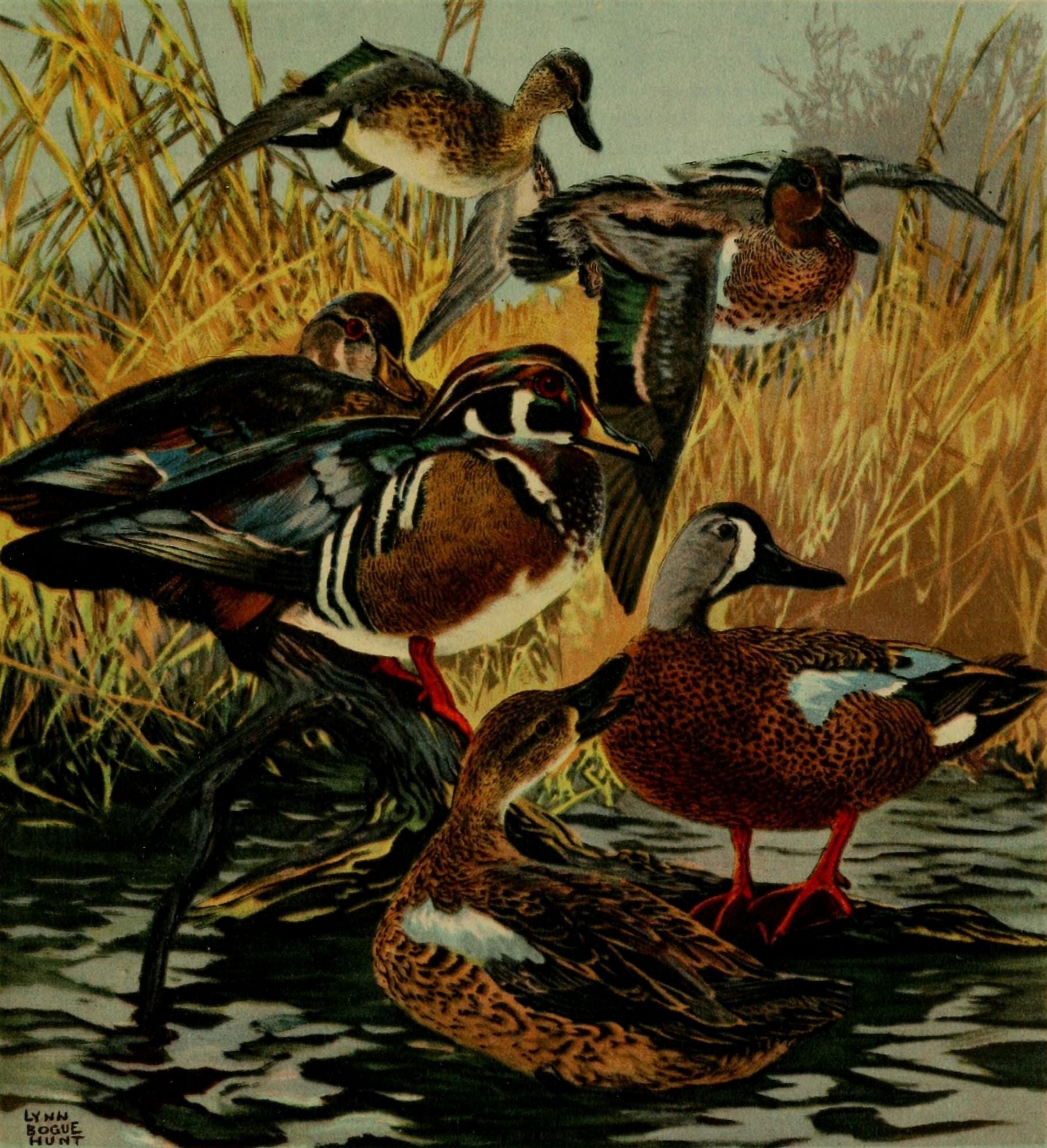 Important American Game-birds 1917 Wood-duck & Teals Canvas Art - L Bogue Hunt (18 x 24)