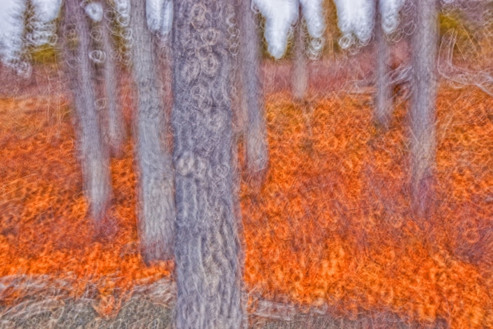 Impressionistic View Of Trees Along The Shore Of Kathleen Lake Kluane National Park Yukon Done With Intentional Camera Motion Canvas Art - Robert Postma Design Pics (17 x 11)