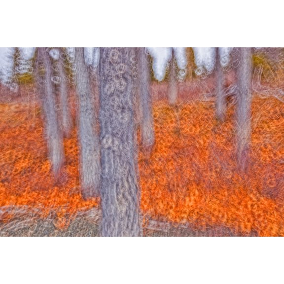 Impressionistic View Of Trees Along The Shore Of Kathleen Lake Kluane National Park Yukon Done With Intentional Camera Motion Canvas Art - Robert Postma Design Pics (34 x 22)