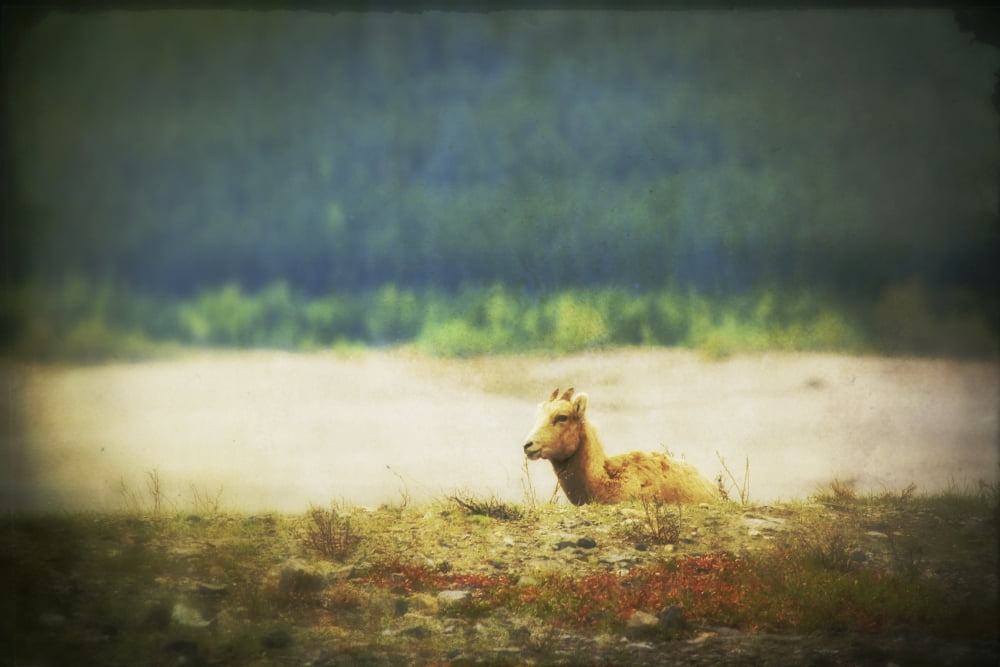 Impressionistic style of a bighorn sheep lamb resting on a ridge rocky mountains alberta canada Canvas Art - Roberta Murray Design Pics (19 x 12)