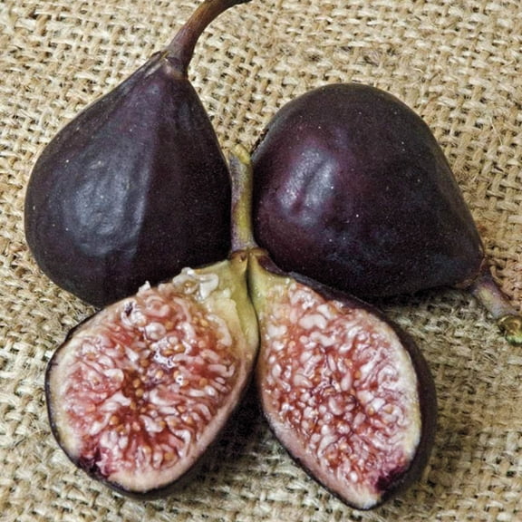 Improved Brown Turkey Fig Dormant Bare Root Fruit Bearing Starter Plant (1-Pack)