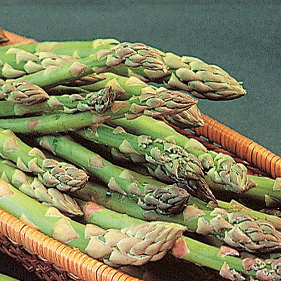 Improved Mary Washington Asparagus Jumbo Grade Dormant Bare Root Vegetable Starter Roots, 10 Plants per Offer
