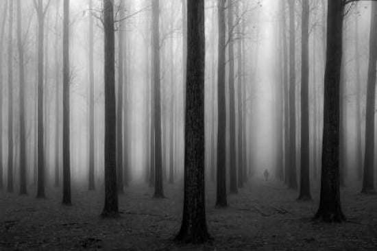 In A Fog Canvas Art - Jochen Bongaerts (12 x 18)