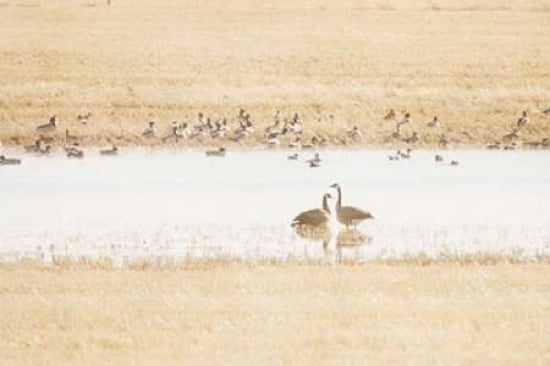 In A Prairie Pothole Canvas Art - Roberta Murray (24 x 36)