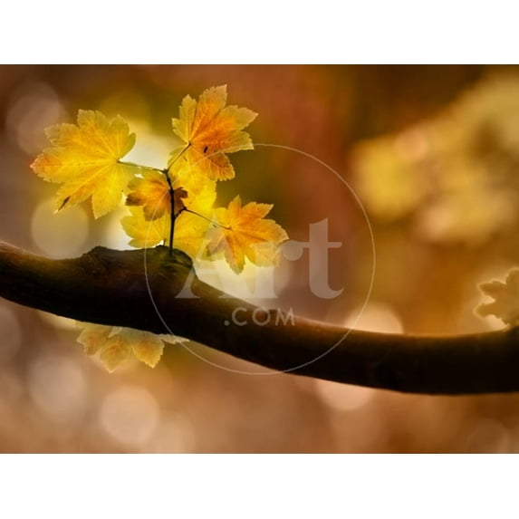 In Autumn 2, Botanical Scenic Seasons Unframed Photographic Print Wall Art by Ursula Abresch Sold by ArtCom