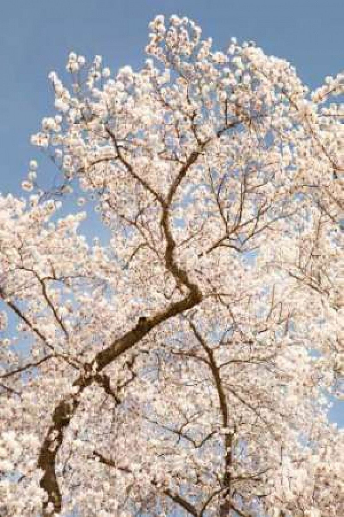 In Bloom II Canvas Art - Karyn Millet (24 x 36)