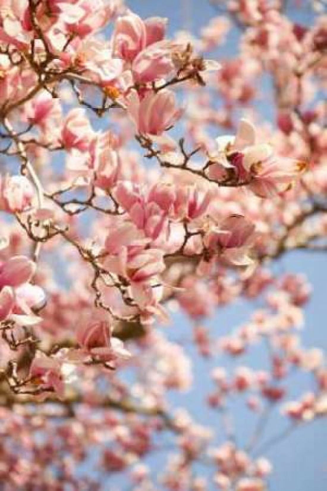 In Bloom III Canvas Art - Karyn Millet (24 x 36)