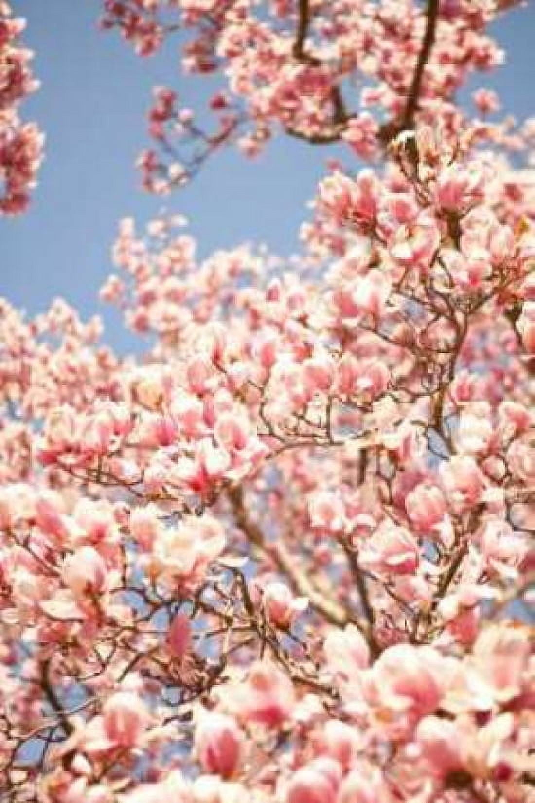 In Bloom IV Canvas Art - Karyn Millet (24 x 36)