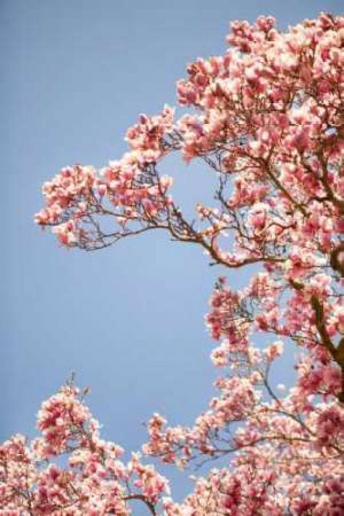 In Bloom VI Canvas Art - Karyn Millet (24 x 36)