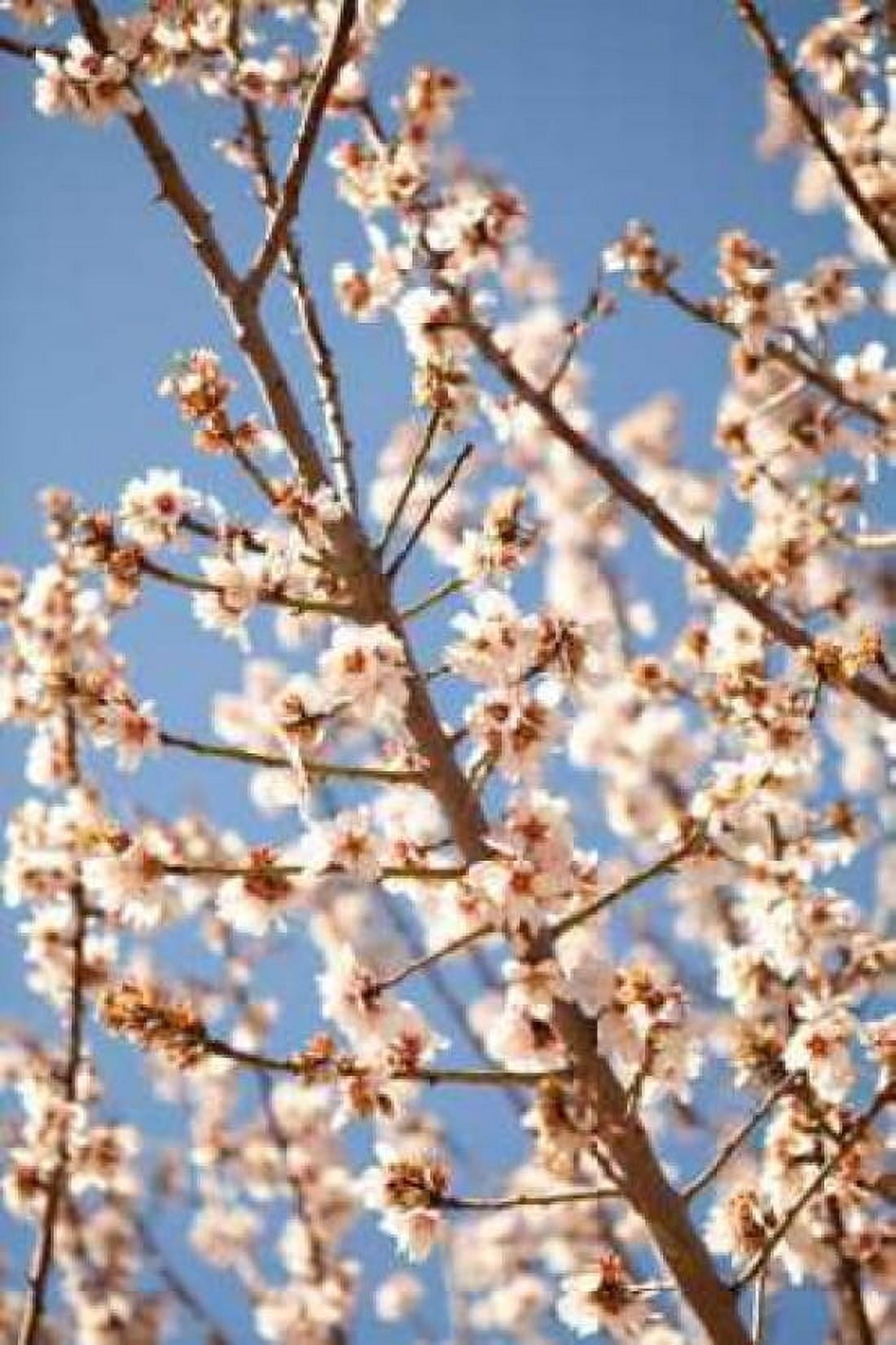 In Bloom VII Canvas Art - Karyn Millet (24 x 36)