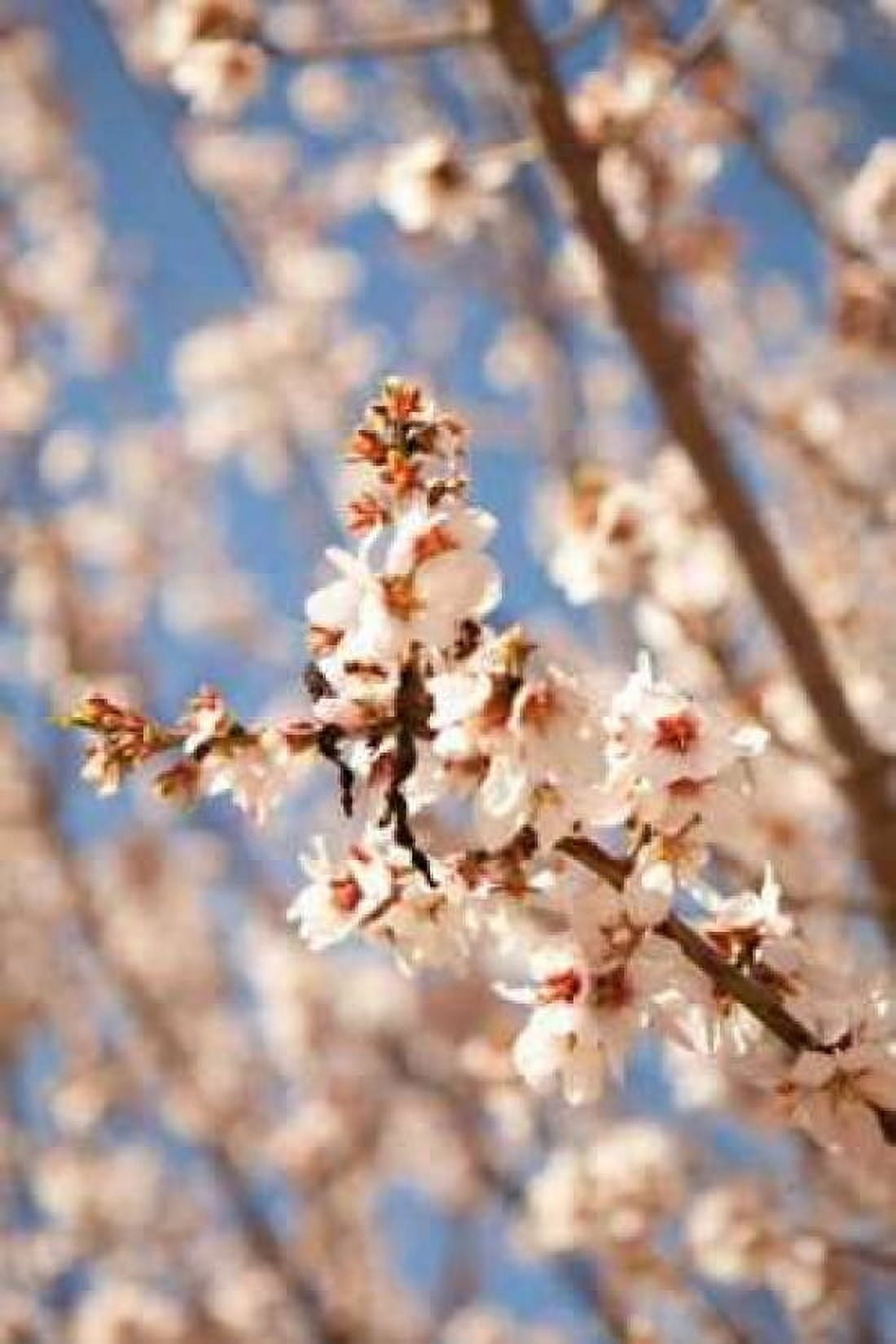 In Bloom VIII Canvas Art - Karyn Millet (24 x 36)